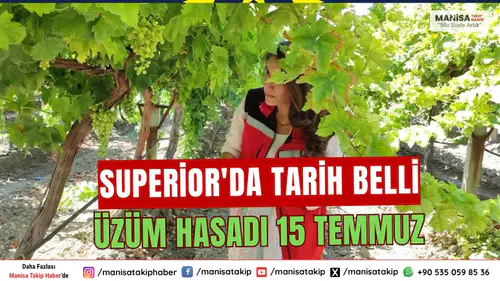 Manisa’da Hasat Başlıyor Superior Üzüm 15 Temmuz
