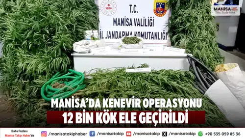Manisa’da Kenevir Operasyonu 12 Bin Kök Ele Geçirildi