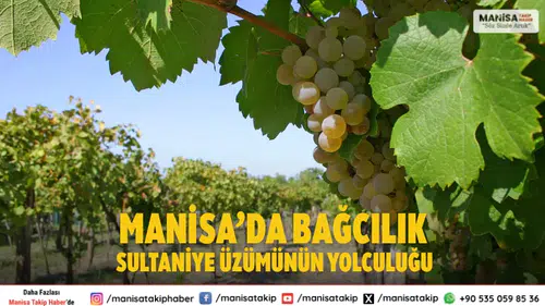 Manisa’da Bağcılık Sultaniye Üzümünün Büyük Yolculuğu