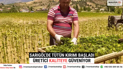 Sarıgöl’de Tütün Kırımı Başladı Üretici Kaliteye Güveniyor