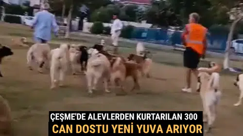 Çeşme'de Alevlerden Kurtarılan 300 Can Dostu Yeni Yuva Arıyor