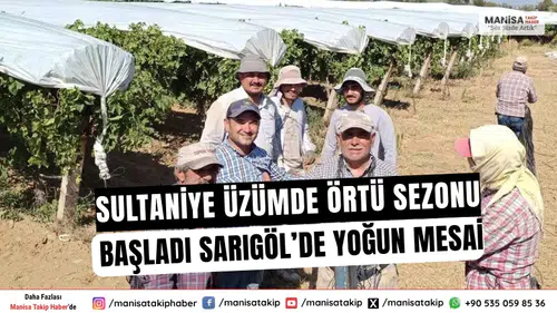 Sultaniye Üzümde Örtü Sezonu Başladı: Sarıgöl’de Yoğun Mesai
