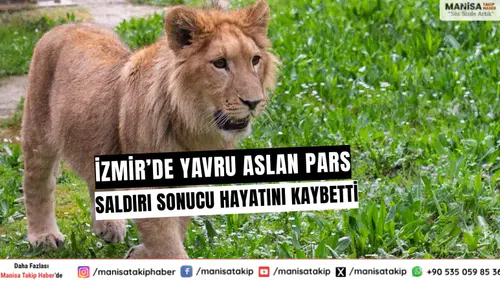 İzmir’de Yavru Aslan Pars Saldırı Sonucu Hayatını Kaybetti