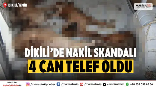 İzmir Dikili’de Hayvan Nakli Faciası: 4 Köpek Telef Oldu