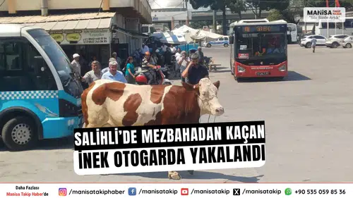 Salihli’de Mezbahadan Kaçan İnek Otogarda Yakalandı