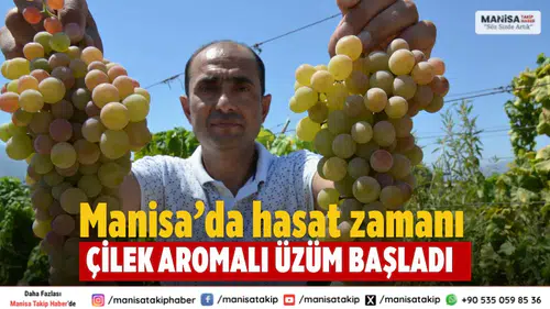 Manisa’da çilek aromalı üzüm Bronx Seedless hasadı başladı