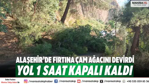 Alaşehir’de Fırtına Çam Ağacını Devirdi: Yol 1 Saat Kapalı Kaldı