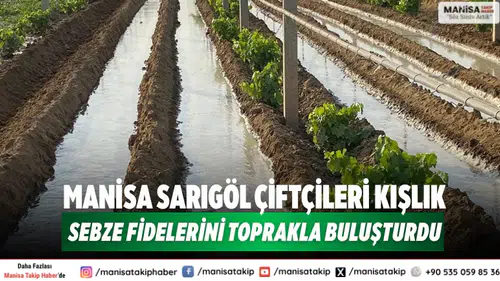 Manisa Sarıgöl Çiftçileri Kışlık Sebze Fidelerini Toprakla Buluşturdu