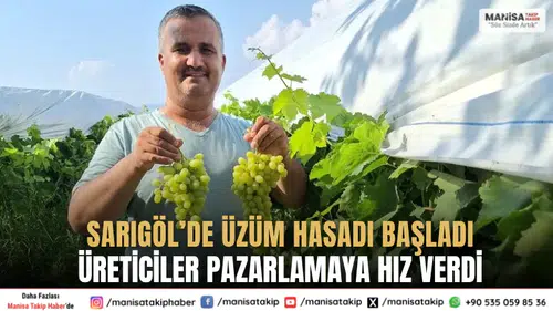 Sarıgöl’de Üzüm Hasadı Başladı Üreticiler Pazarlamaya Hız Verdi