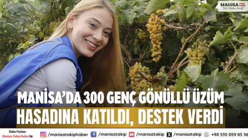 Manisa’da 300 genç gönüllü üzüm hasadına katıldı, destek verdi