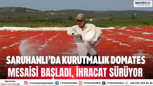 Saruhanlı’da kurutmalık domates mesaisi başladı, ihracat sürüyor