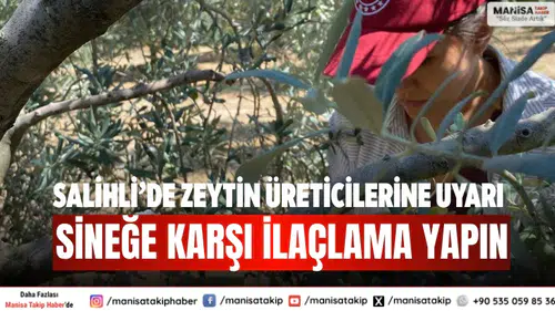 Salihli’de zeytin üreticilerine uyarı: Sineğe karşı ilaçlama yapın