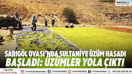 Sarıgöl Ovası’nda Sultaniye üzüm hasadı başladı: Üzümler yola çıktı