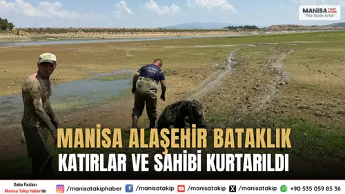 Manisa Alaşehir Bataklık Katırlar ve Sahibi Kurtarıldı