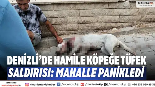 Denizli’de Hamile Köpeğe Tüfek Saldırısı: Mahalle Panikledi