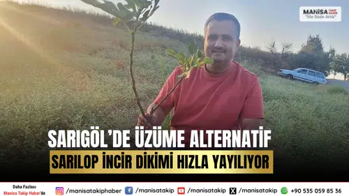 Sarıgöl’de Üzüme Alternatif Sarılop İncir Dikimi Hızla Yayılıyor