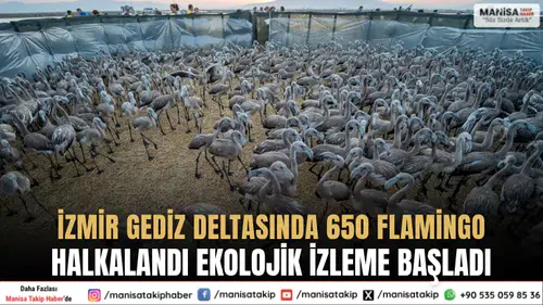 İzmir Gediz Deltasında 650 Flamingo Halkalandı Ekolojik İzleme Başladı