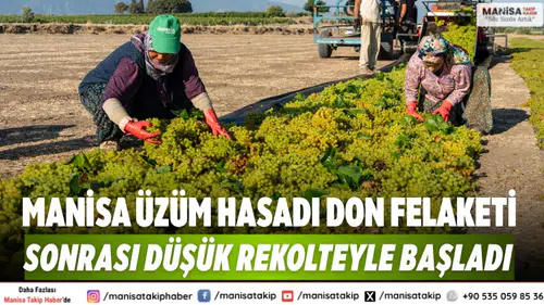 Manisa üzüm hasadı don felaketi sonrası düşük rekolteyle başladı