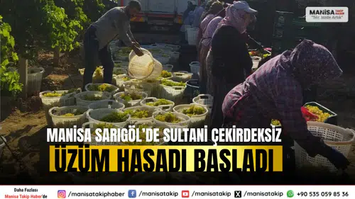 Manisa Sarıgöl’de Sultani Çekirdeksiz Üzüm Hasadı Başladı