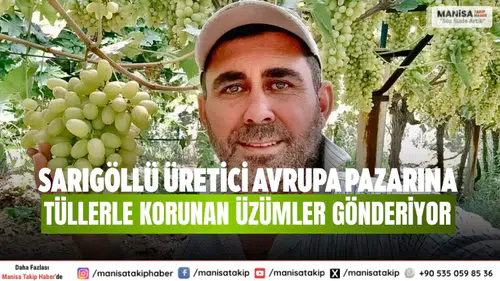 Sarıgöllü Üretici Avrupa Pazarına Tüllerle Korunan Üzümler Gönderiyor