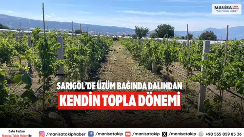 Sarıgöl’de üzüm bağında Dalından kendin topla dönemi