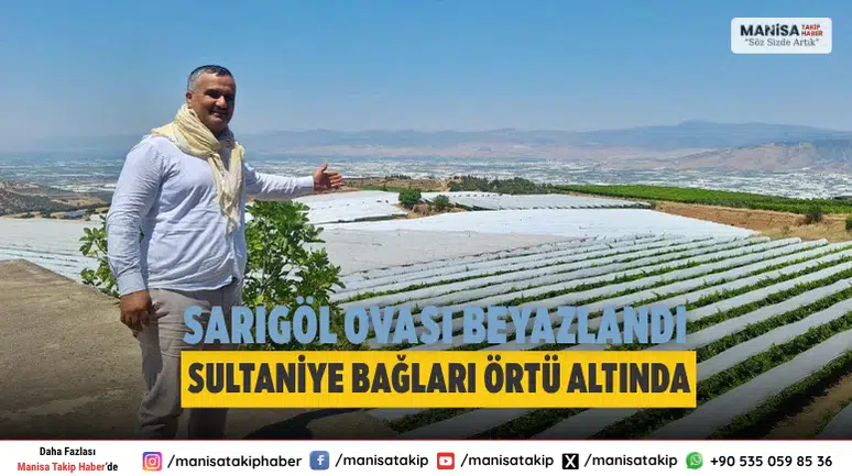 Sarıgöl'de Sultaniye üzüm bağları beyaz örtüyle kaplandı