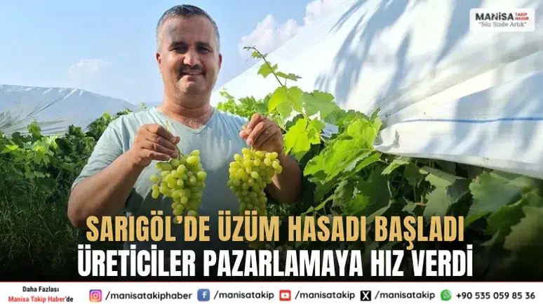 Sarıgöl’de Üzüm Hasadı Başladı Üreticiler Pazarlamaya Hız Verdi