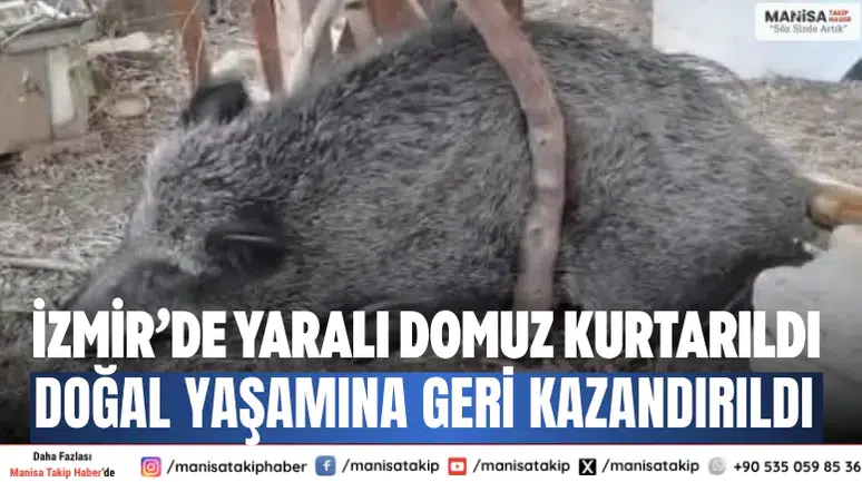 İzmir’de yaralı domuz kurtarıldı Doğal yaşamına geri kazandırıldı