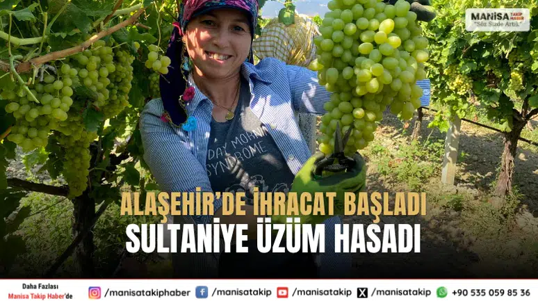 Manisa Alaşehir’de Sultaniye Üzüm Hasadı İlk İhracat Başladı
