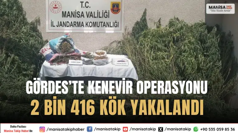 Gördes’te Yasa Dışı Kenevir Operasyonu: 2 Bin 416 Kök Ele Geçirildi