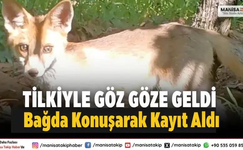 Sarıgöl Dadağlı’da Üzüm Bağında Tilkiyle Karşılaştı