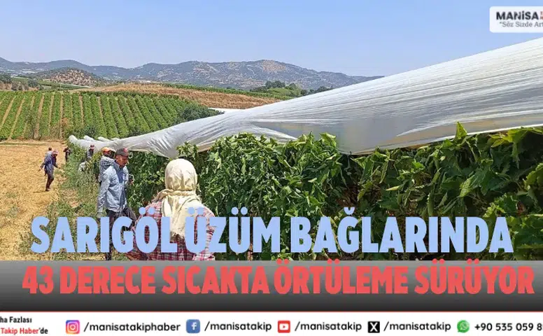 Sarıgöl üzüm Örtüleme İşlemleri Yüzde 90 Tamamlandı