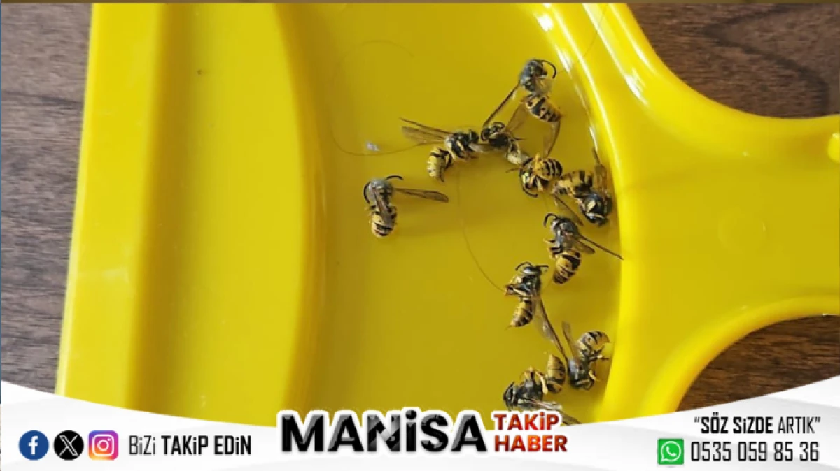 Manisa’da Arı Sorunu: Çocuklar Korkudan Uyuyamıyor Belediye Sessiz