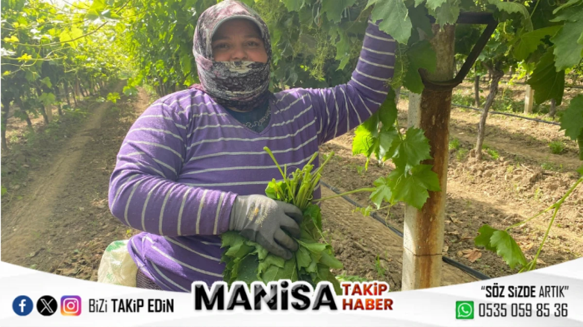 Manisa’da Bağ Yaprakları Hem Kazanç Hem Hediye