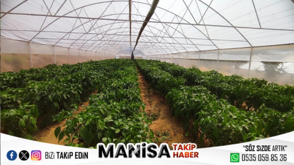 Manisa’nın Coğrafi İşaretli Emcelli Biberi Pazarda: Kilosu 250 TL