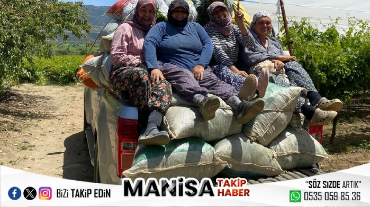 Sarıgöl Ovası’nda Üzüm Mesaisi: Kaliteli Sultaniye İçin Yoğun Emek