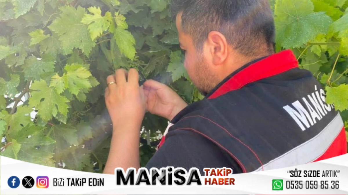 Sarıgöl’de Üzüm Üreticilerine Salkım Güvesi Uyarısı