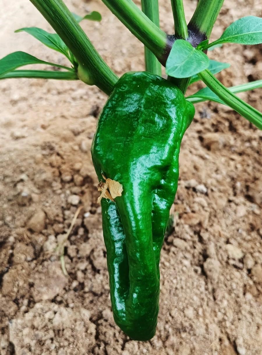 Emcelli Biberi